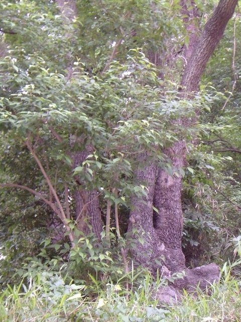 �N�k�M�̖�