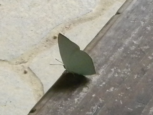 �i���g�J�`���E^^;