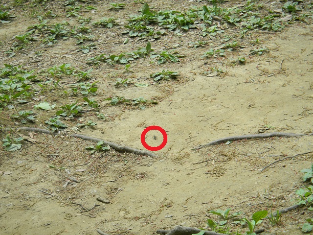 �n���~���E�L�p