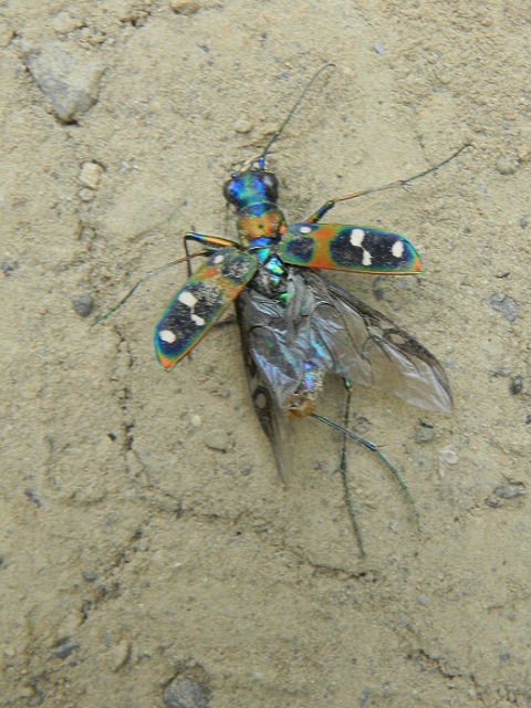 �n���~���E���[