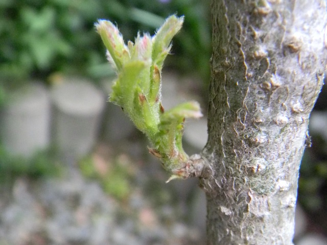 T����ɒ������N�k�M