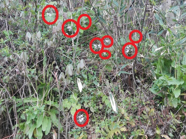 �C�J���\�E