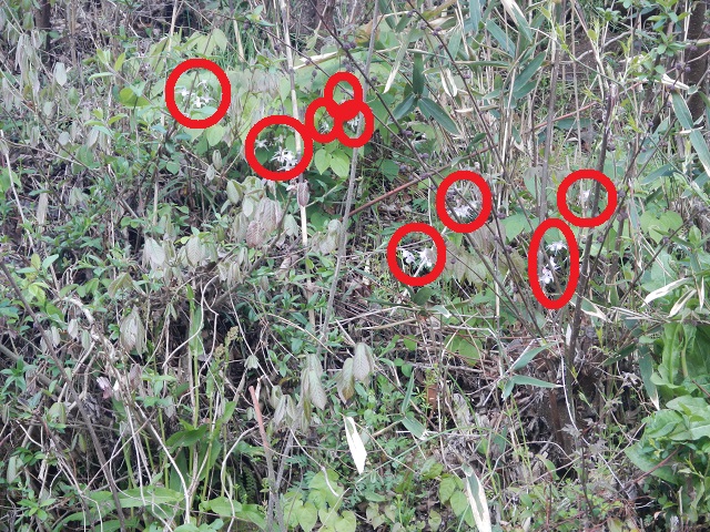 �C�J���\�E