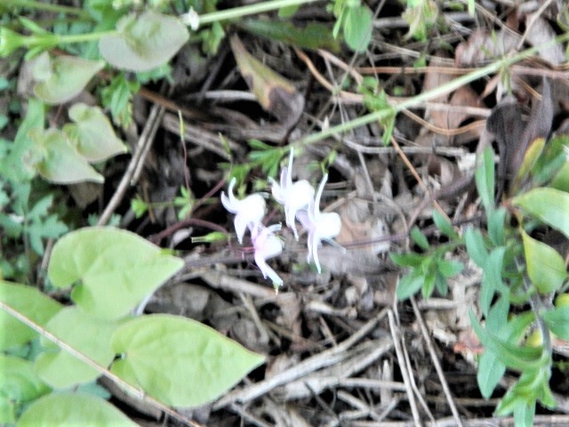 �C�J���\�E