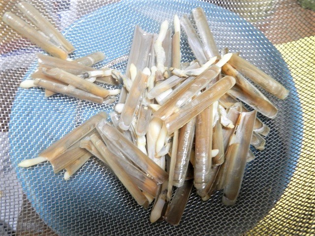 䥂ŗ