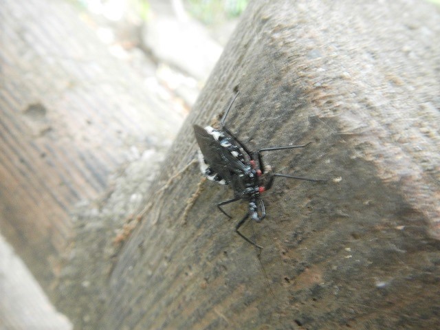 ���R�d�i�T�V�K��