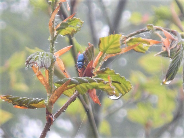 ���L�O�j�R������