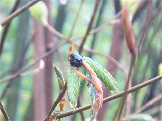 ���L�O�j�R�����y�A