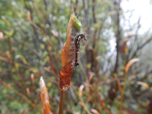 ���N�ƈ���ă}�C�}�C�K�͂��Ȃ�����