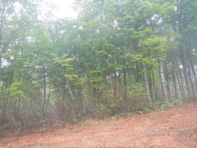 ��̕��ɃR�V�A�u��(�����Ȃ�)