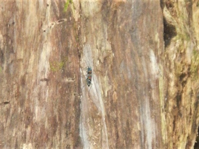 �n���~���E��