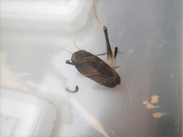 �X�Y���V�����[