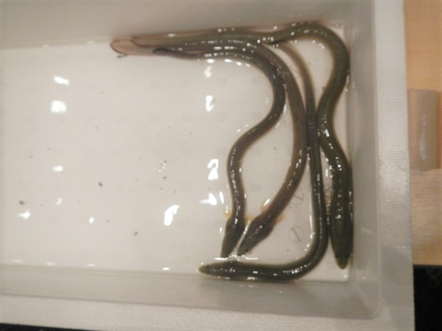 1�C��~�ŃE�i�M���o�����@�ߑO���ЂƂ�̐l���S�������Ă���^^;