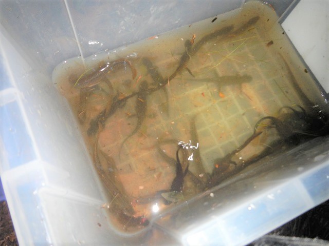 �A�J�n���C�����ƃh�W���E