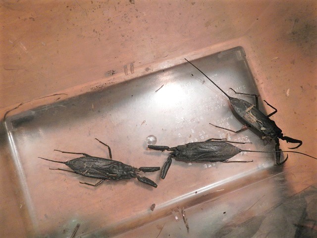 �^�C�R�E�`1��2��