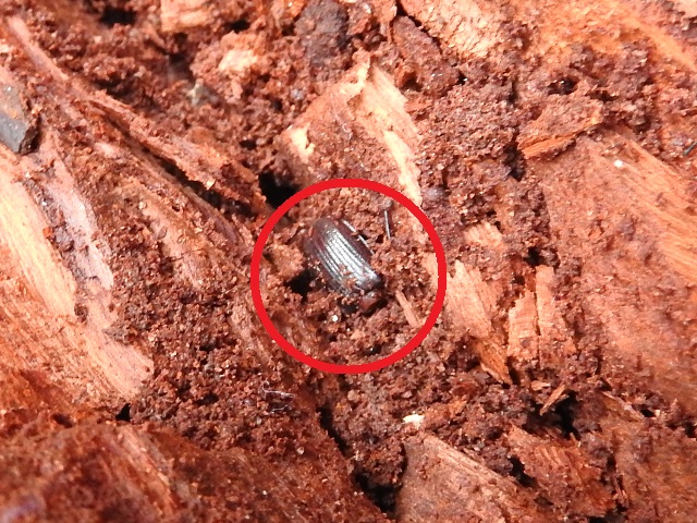 �~���}�c���n�_���[