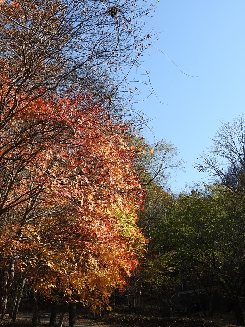 �g�t��ʂ�z���ė����t