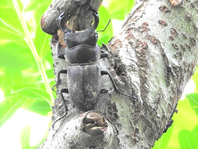 ���ɕt���Ă���q���I�I��