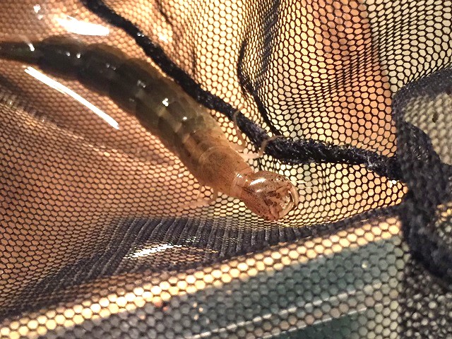 �Q���S���E�c��