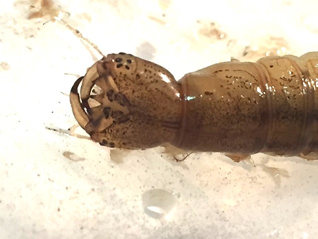 �Q���S���E�c�����[