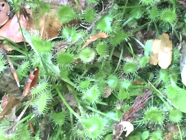 ���E�Z���S�P(�H���A��)