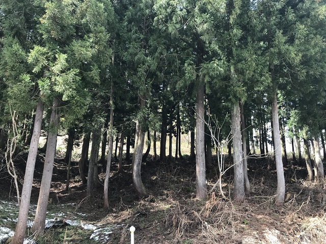 �t��ɂ킸���ȐV��