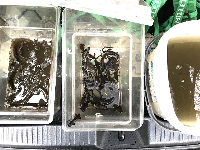 ������h�W���E�E�C�����E�h�W���E�B�E�̃h�W���E�͍��Ɣ��3�{�ȏ�