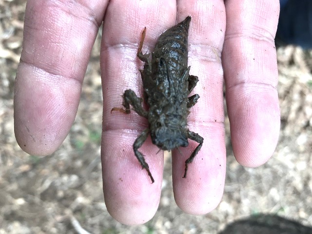 �I�j�����}?�̗c��